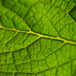 Economia sostenibile preservando l’ambiente