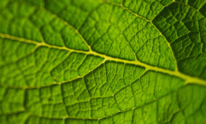 Economia sostenibile preservando l’ambiente